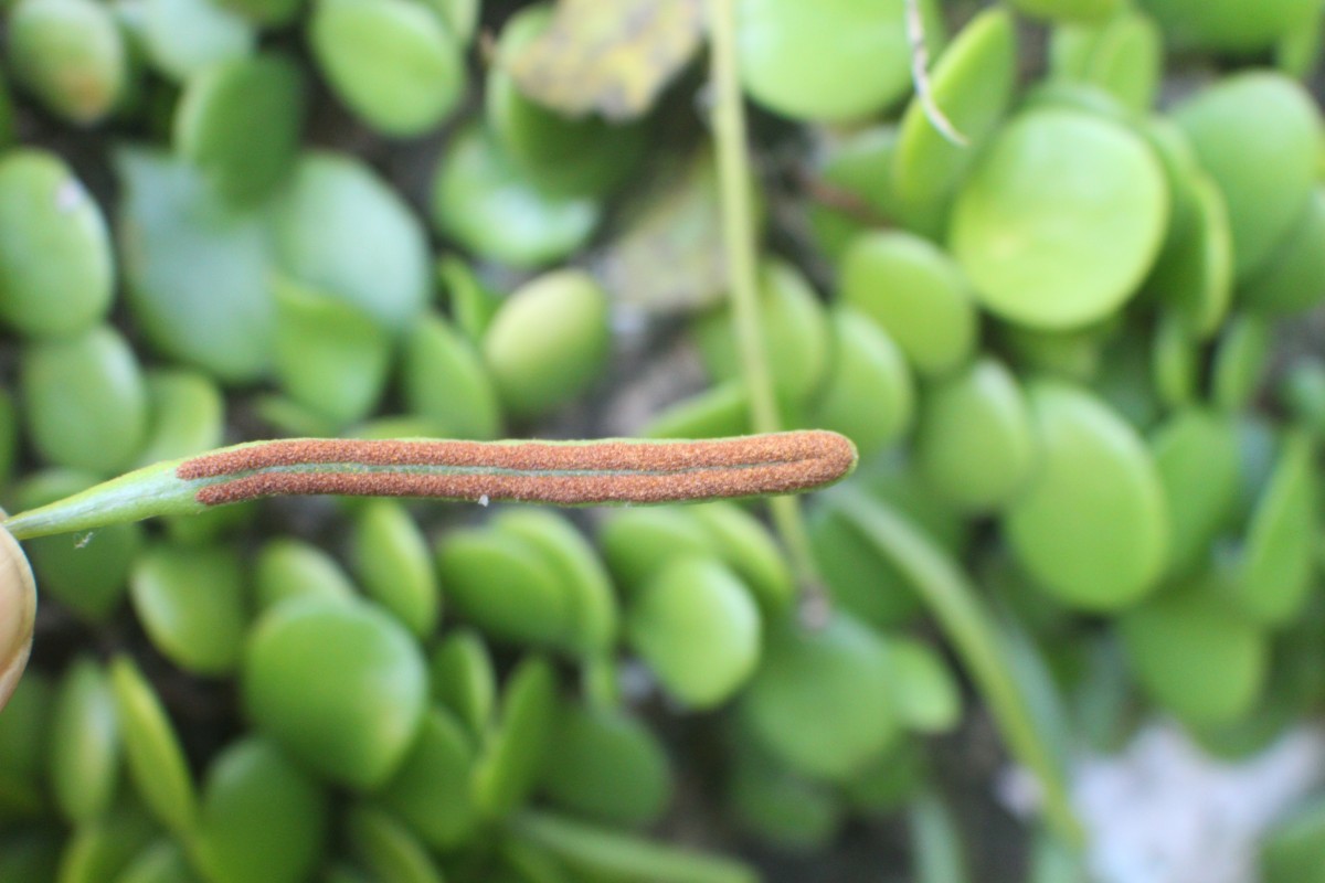 Pyrrosia heterophylla  (L.) M.G.Price